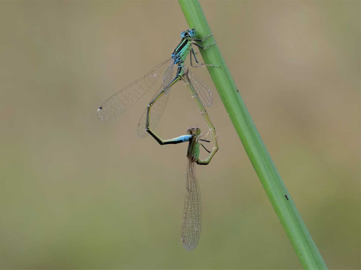 Ischnura_pumilio